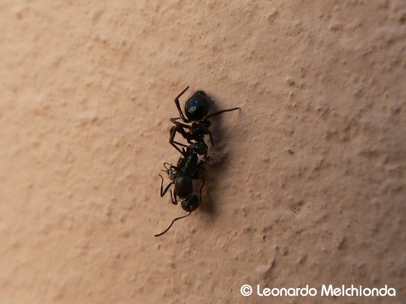 Euryopis sp.